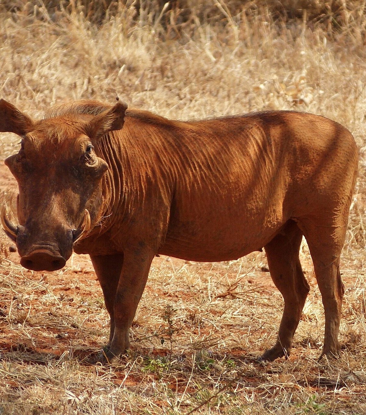 Pencil-Eared Warthog