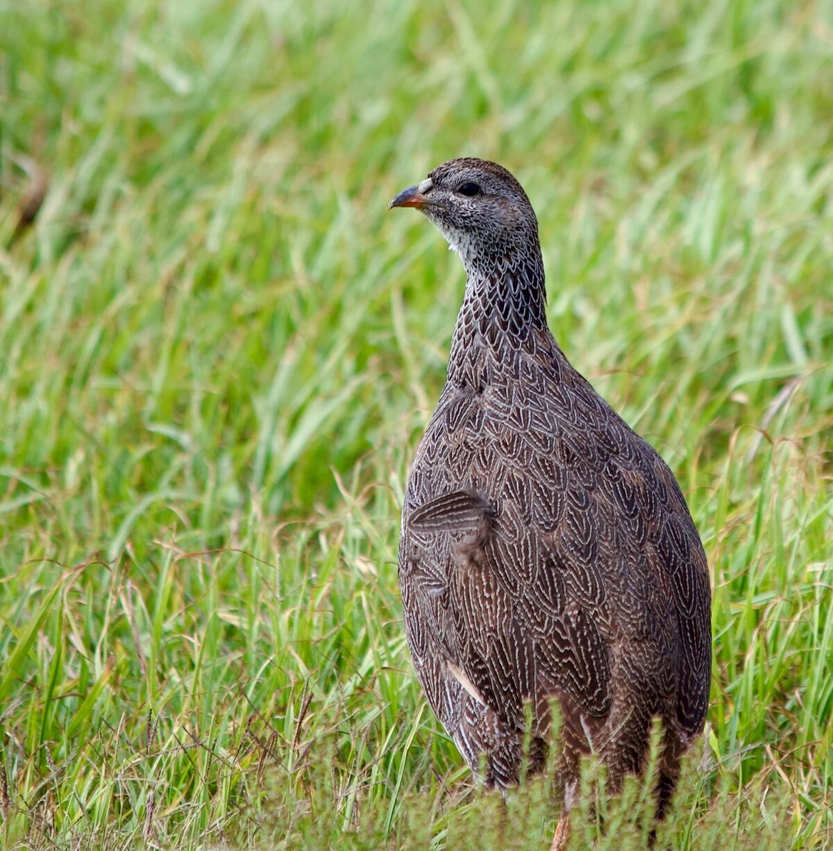 Cape Francolin