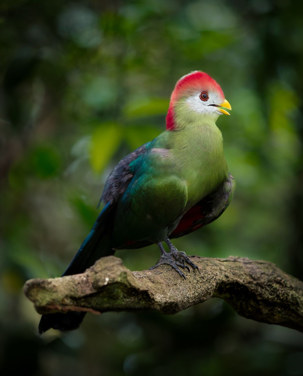 Red-crowned Turaco