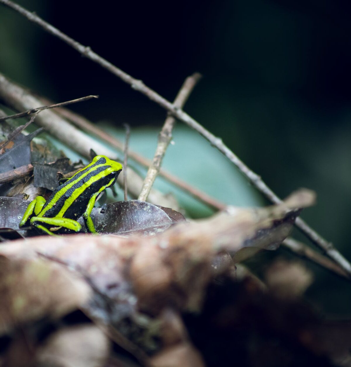 Yellow-banded Poison Frog