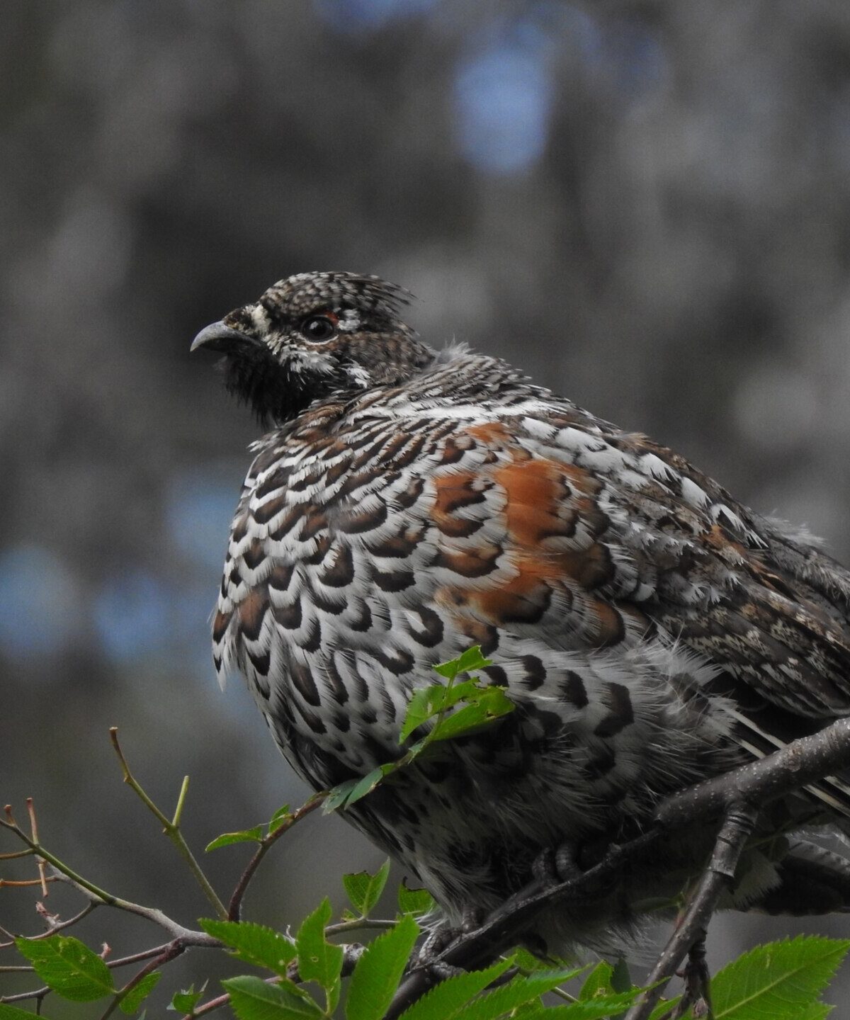 Western Hazelhen