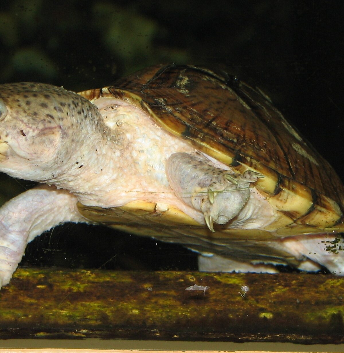 Hooded Turtle