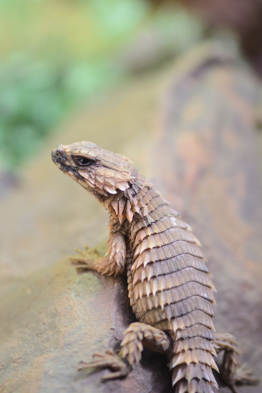 Armadillo Girdled Lizard