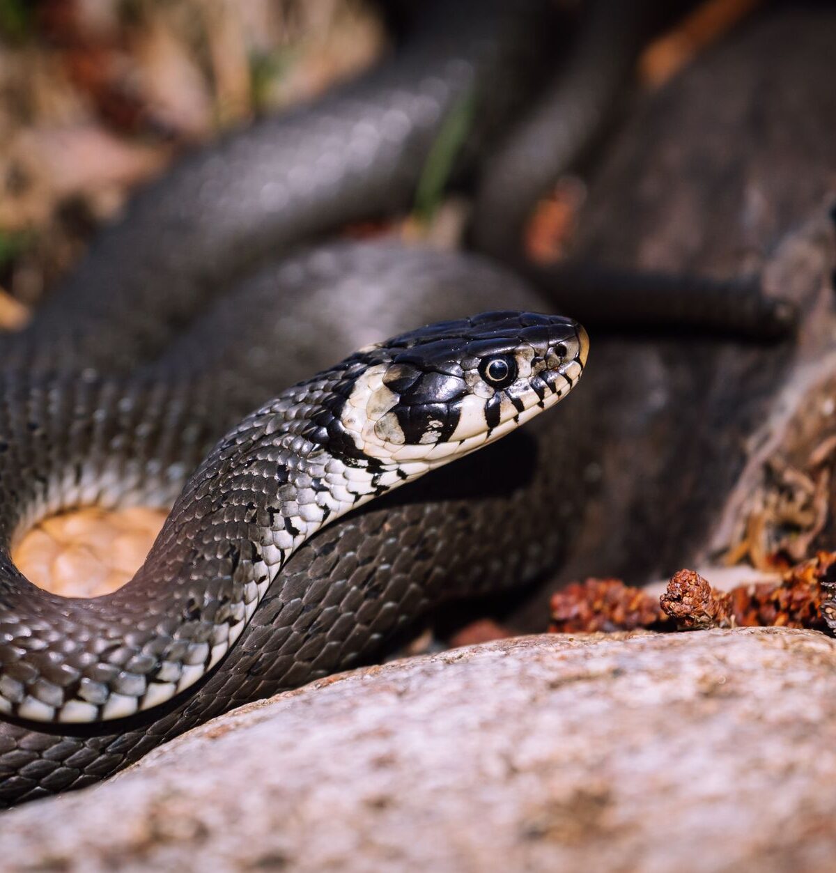 Black Rat Snake