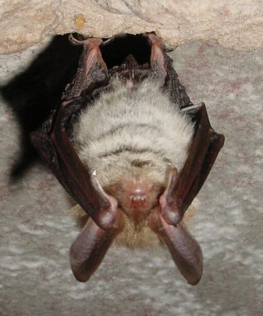 Forest Bat