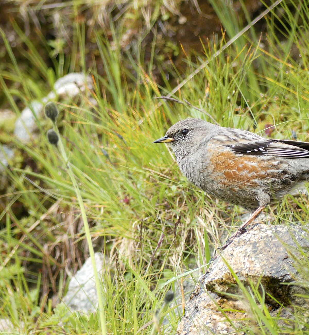 Common Accentor