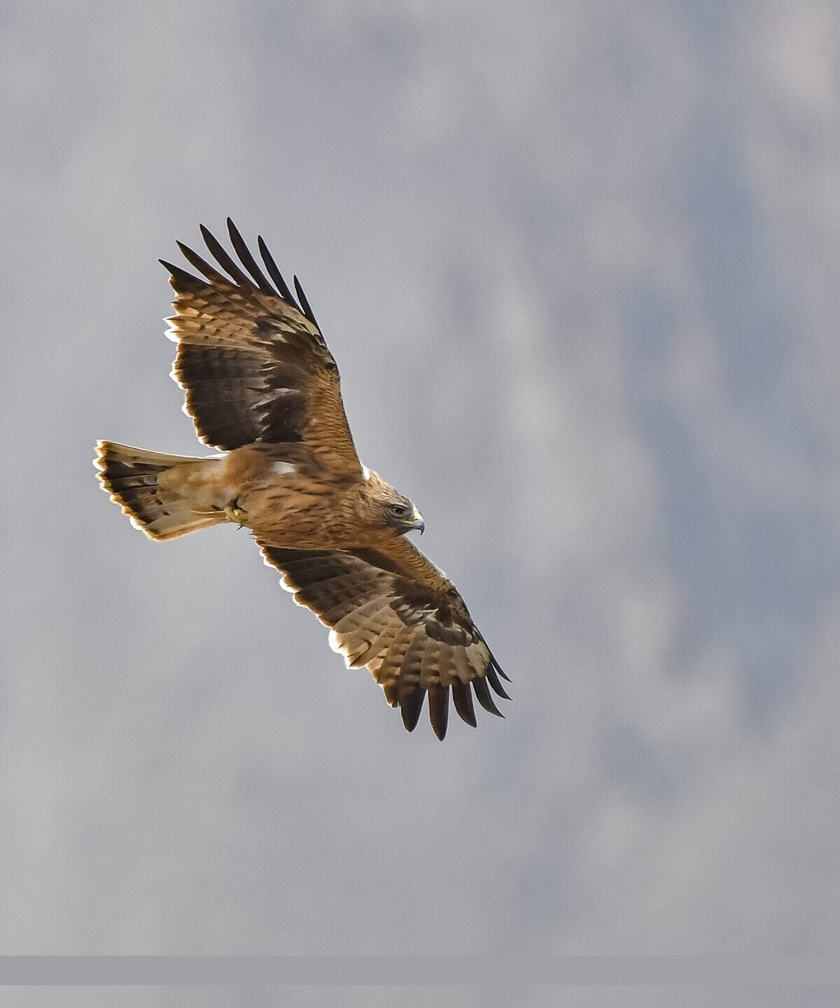 Booted Eagle