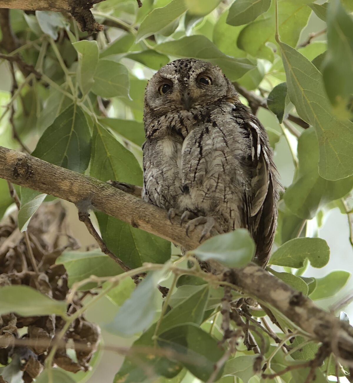 Scops Owl