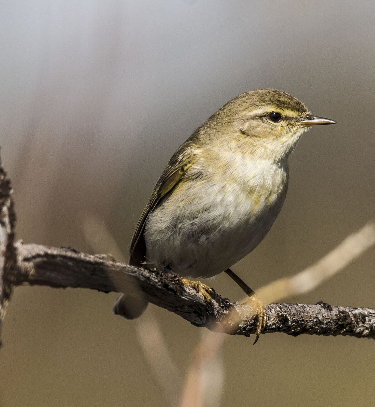 Common Chiffchaff