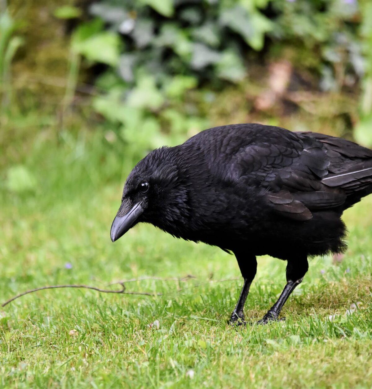 Carrion Crow