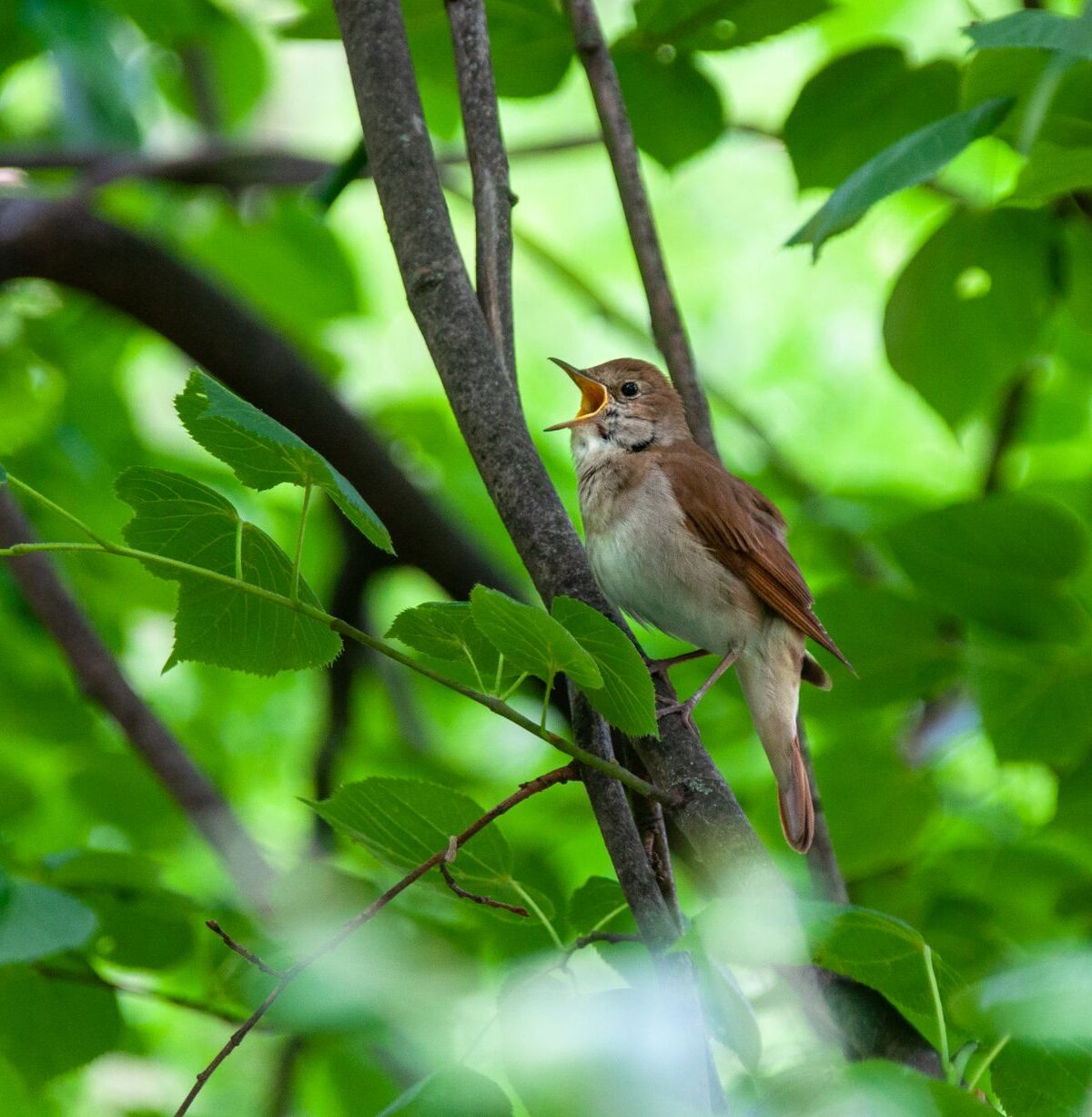 Common Nightingale