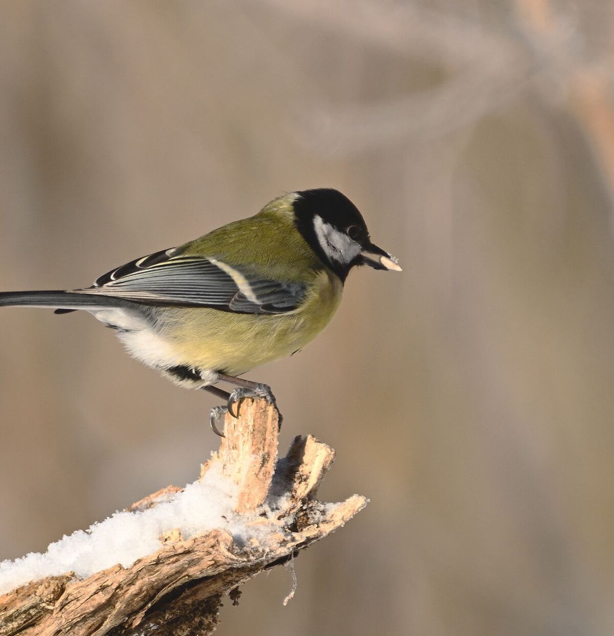 Great Tit