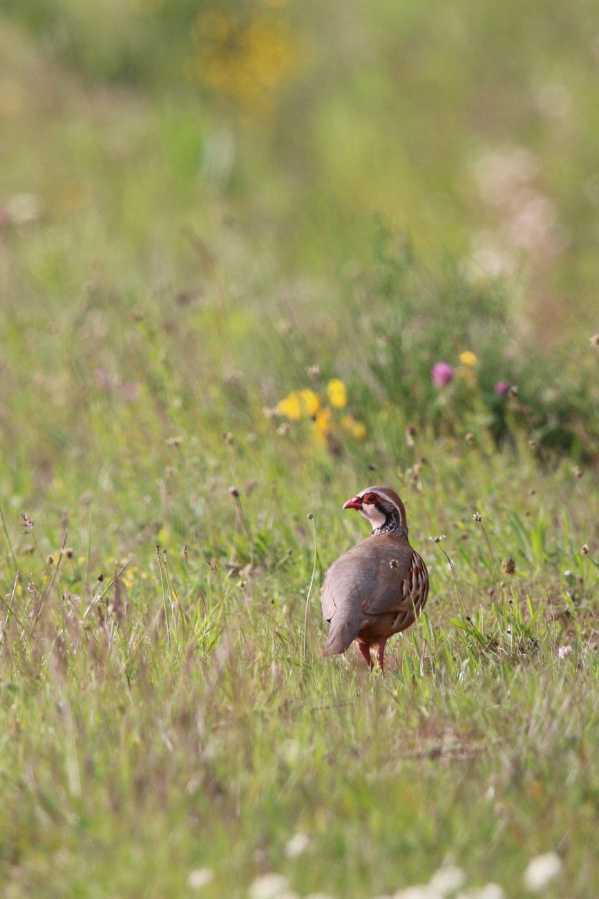 Red-legged Partridge
