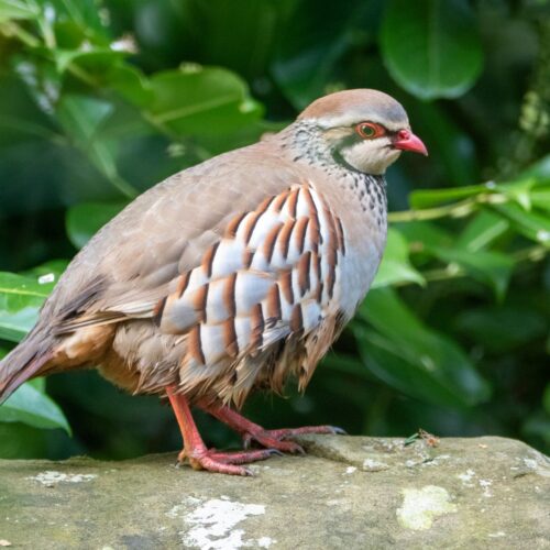Partridge