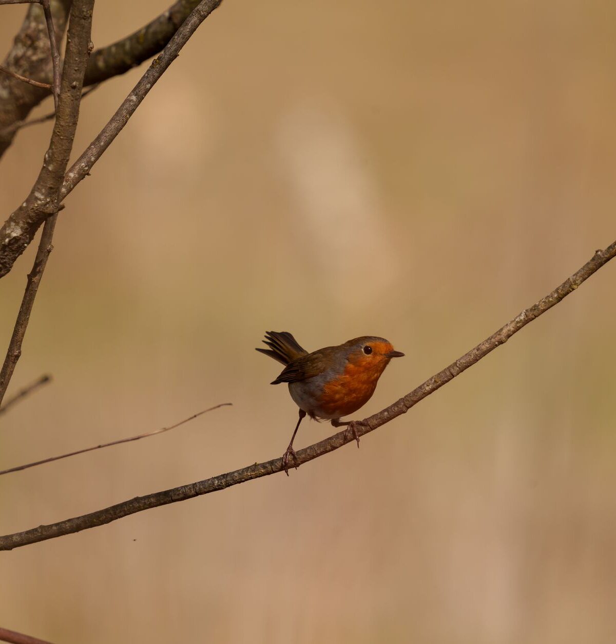 European Robin