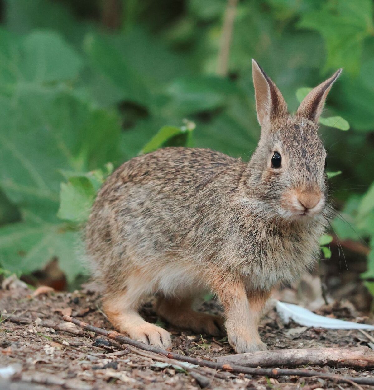 European Rabbit