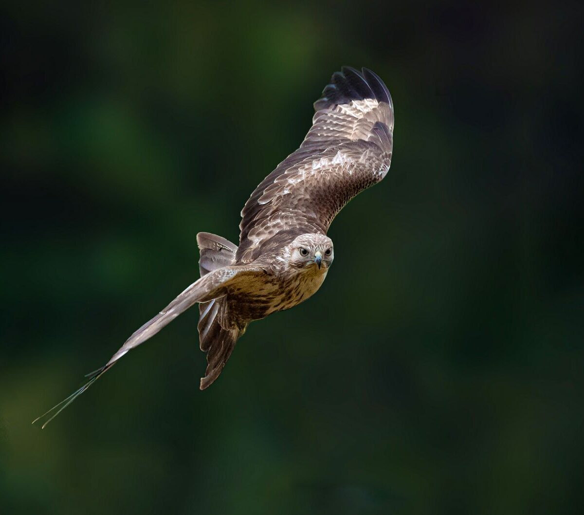 Hawk