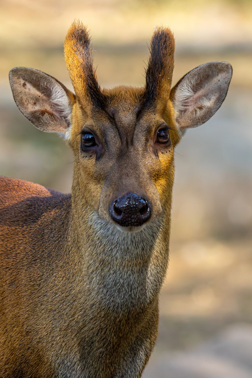 Muntjac Deer