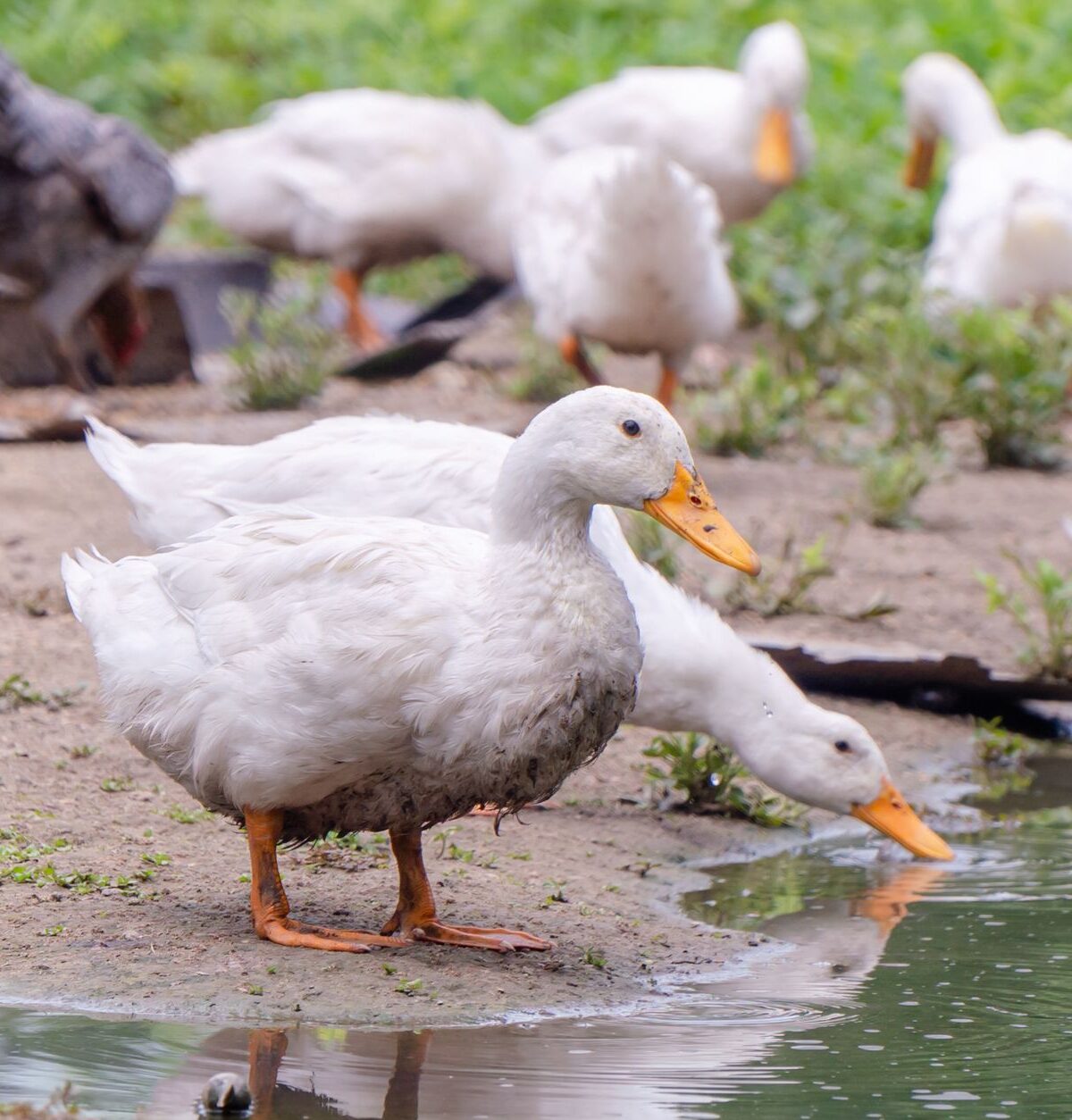 Domestic Duck