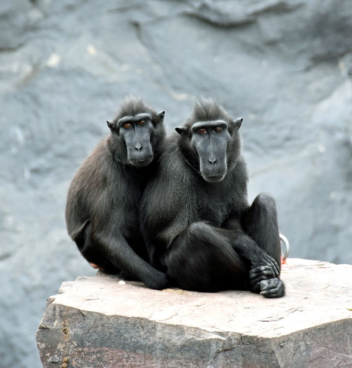 Sulawesi Macaque