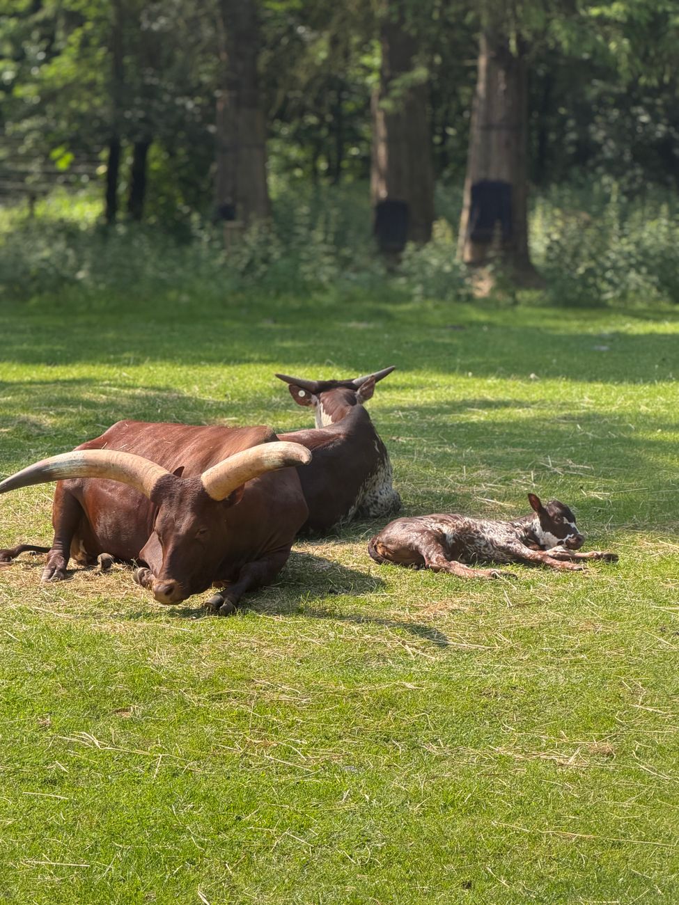 Watusi Calf