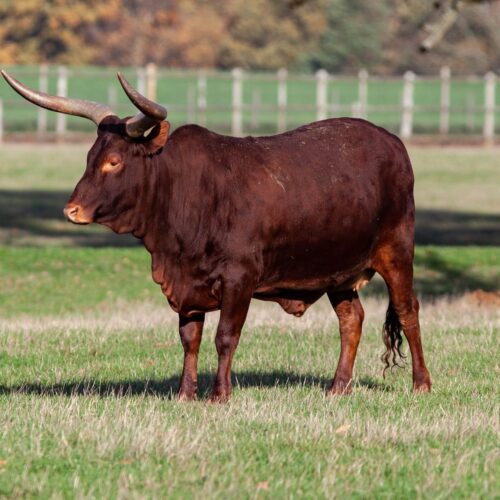 Calf