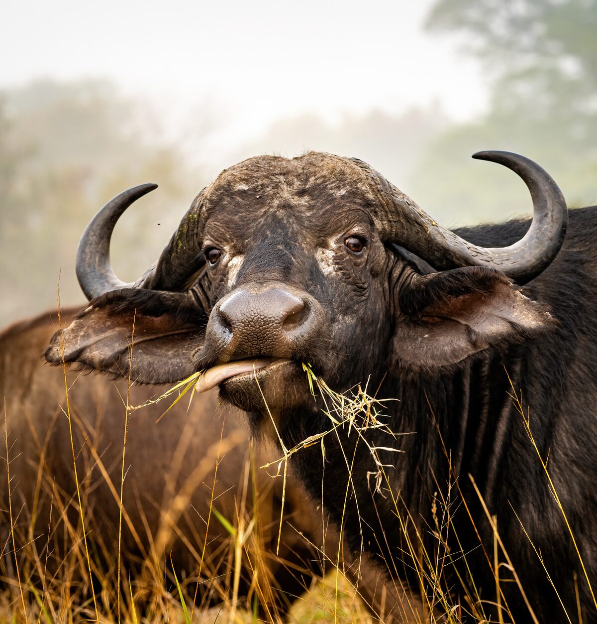 Savanna Buffalo