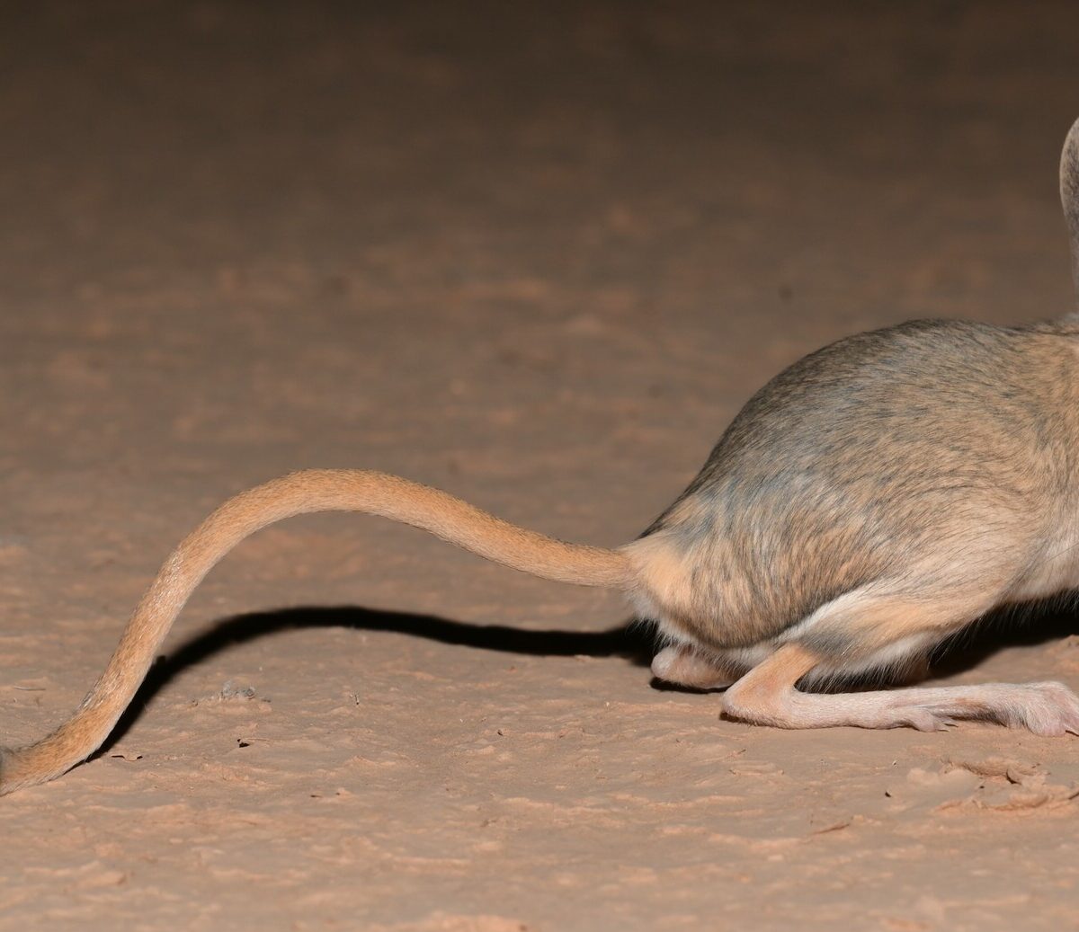 Jerboa