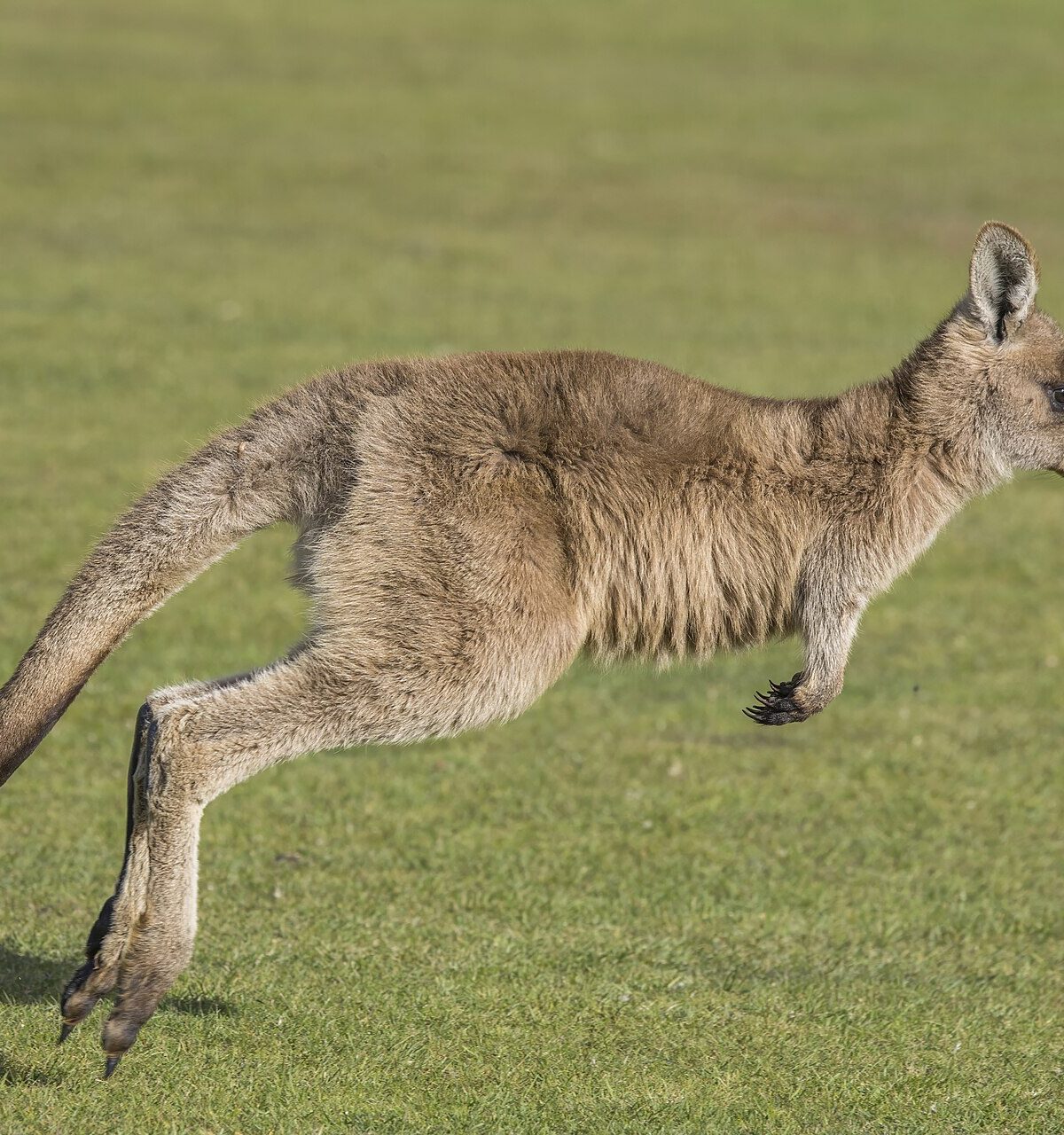 Brown-Headed Kangaroo