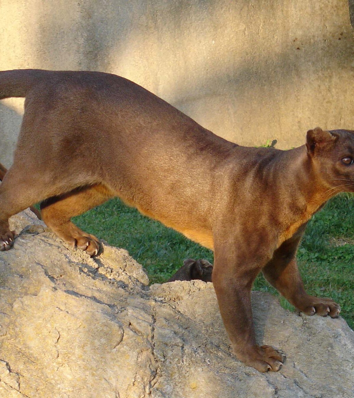 Fosa