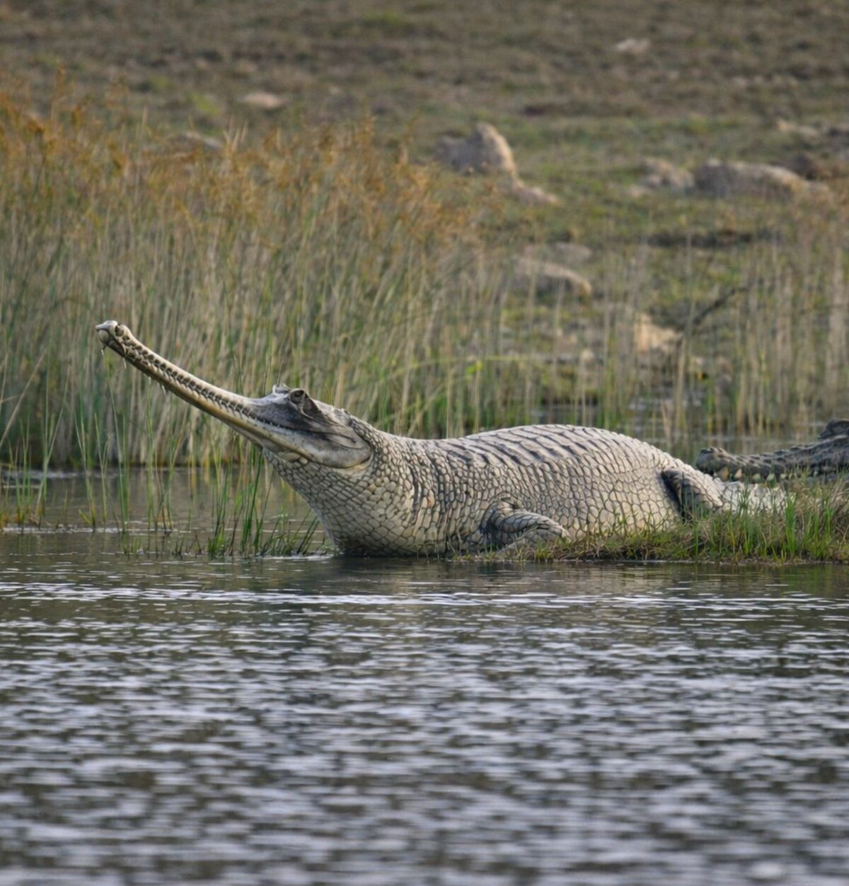 Indian Gharial