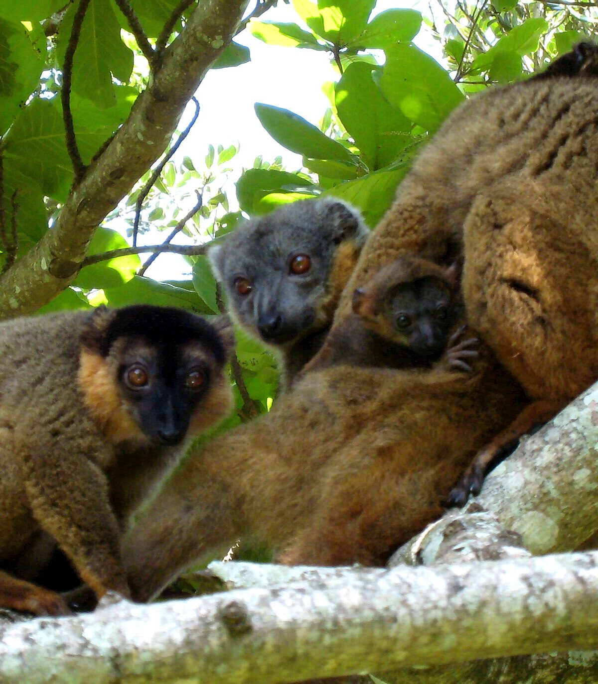 Brown Collared Lemur