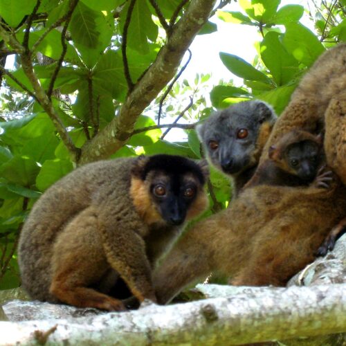 Red Lemur