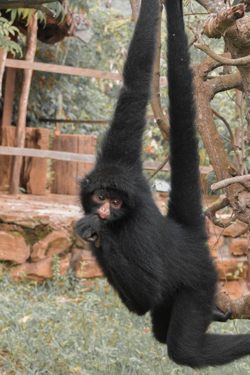 Red-faced Spider Monkey