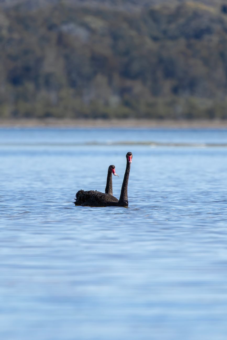 Australian Black Swan