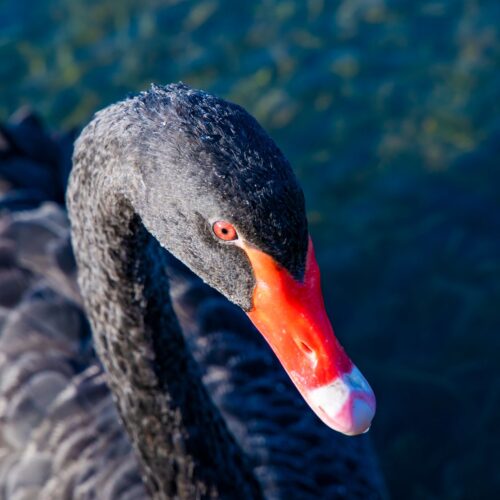 Black Swan