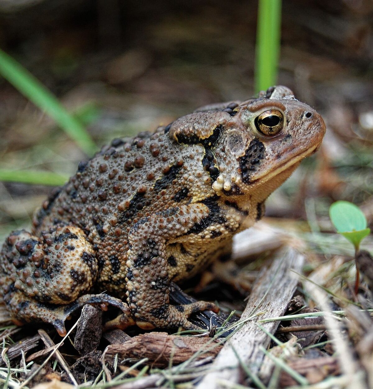 American Toad