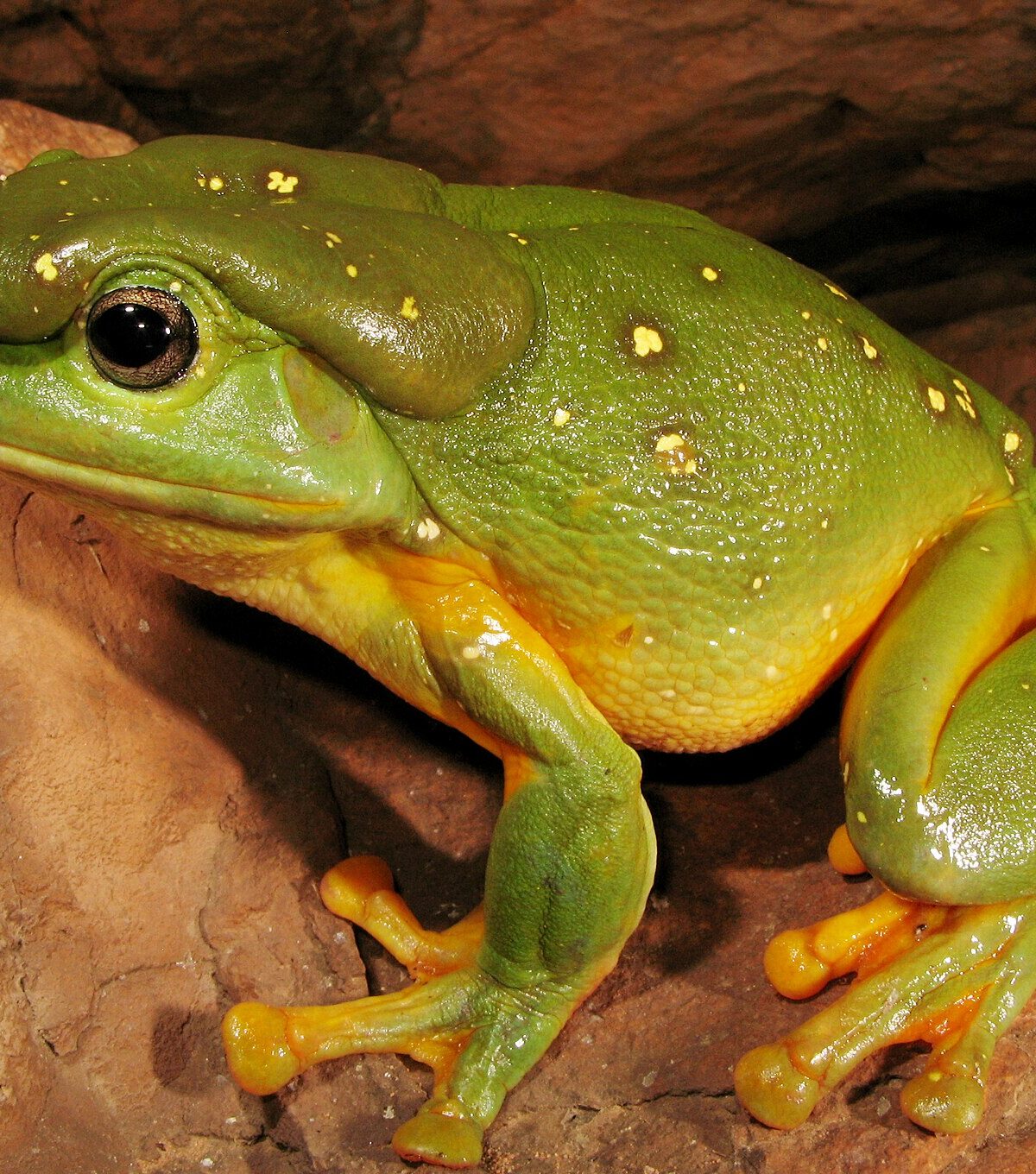 Magnificent Tree Frog