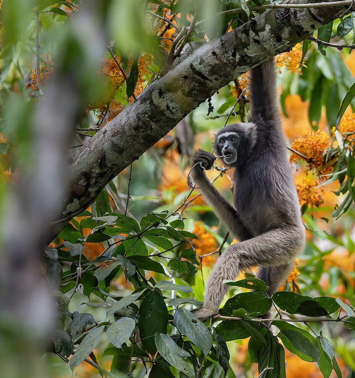Mueller's Gibbon