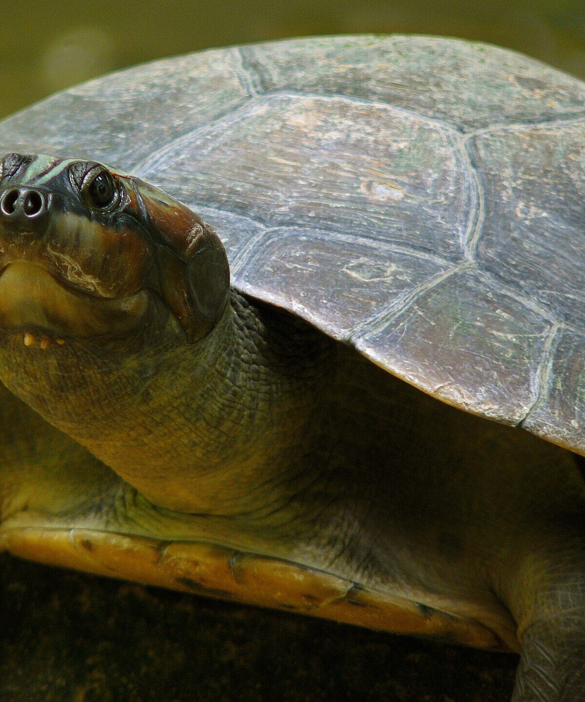 Arrau River Turtle