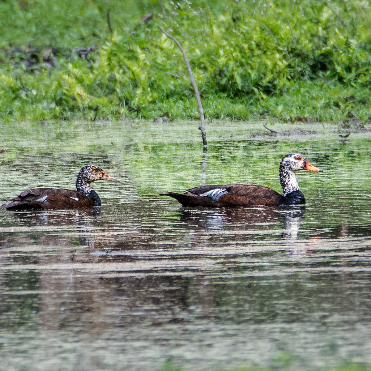 White-Winged Duck