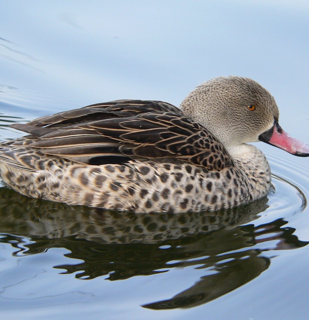 Cape Teal