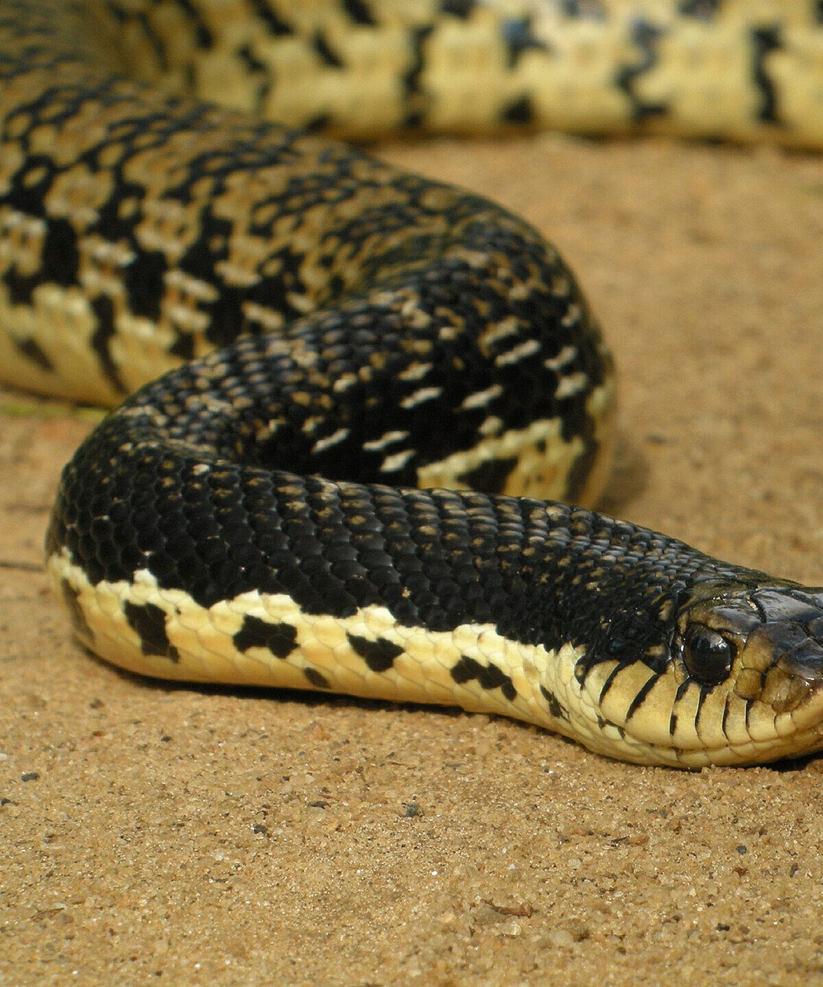 Malagasy Giant Hognose Snake