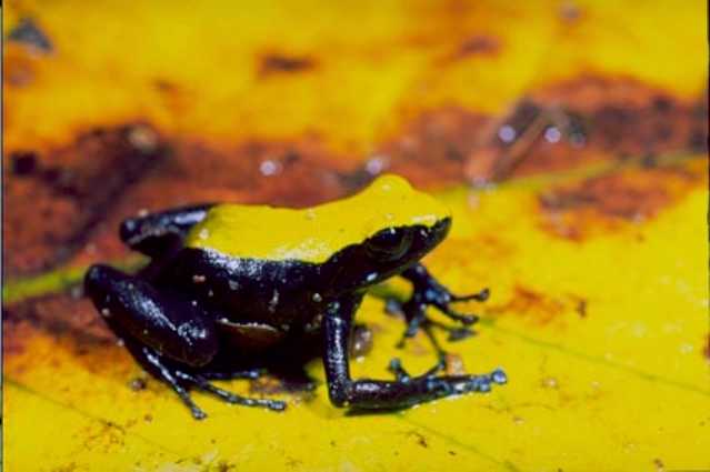 Climbing Mantella