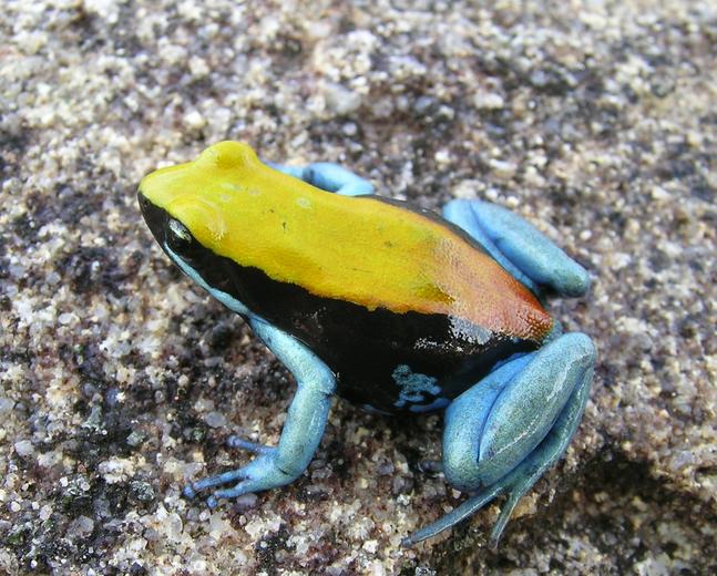Blue-Legged Mantella