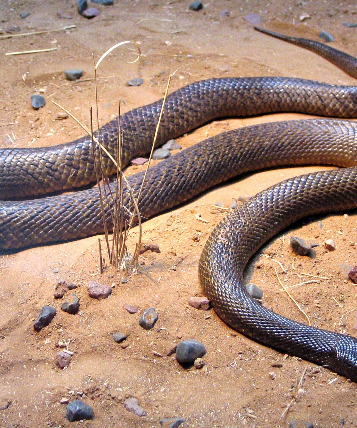 Inland Taipan