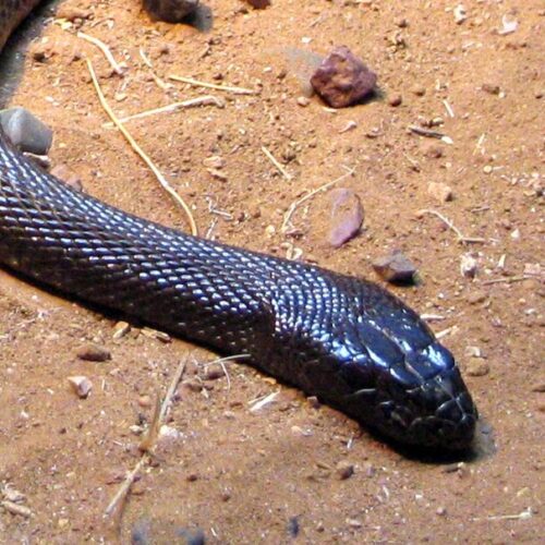 Taipan