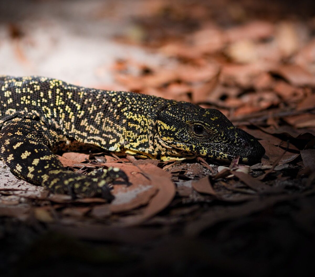 Lace Monitor