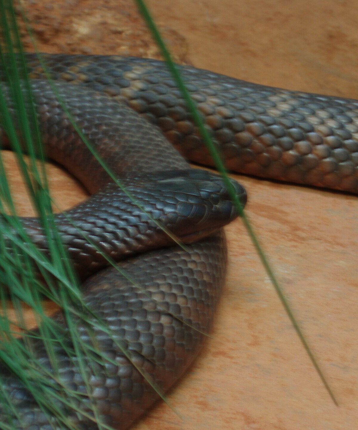 Collett's Snake