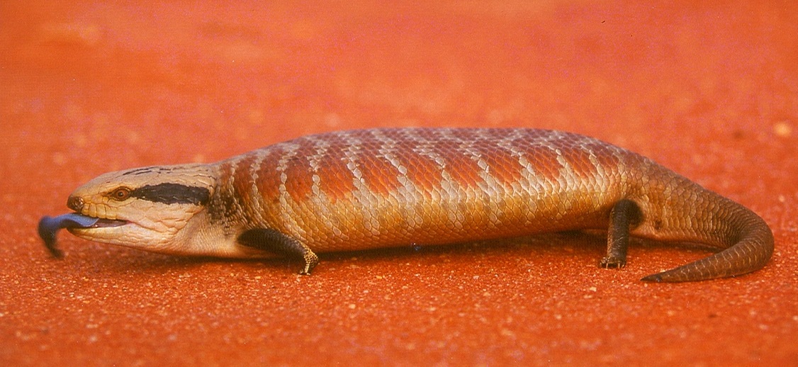Centralian Blue-Tongued Skink